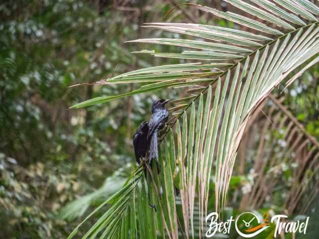 Two black birds with a long feather tail.