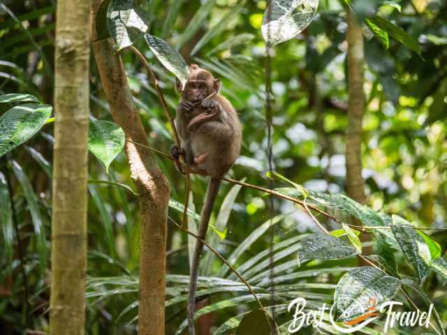 A ray of sunshine on the face of a monkey in the tree.