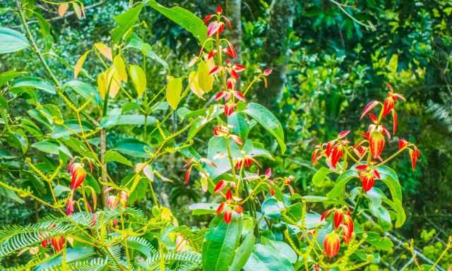 Green leaves with a red fringe 