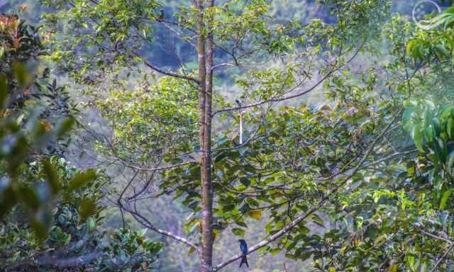 Four different bird species in one tree