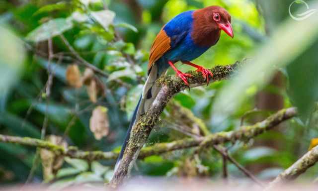 The colourful blue magpie sitting on a branch