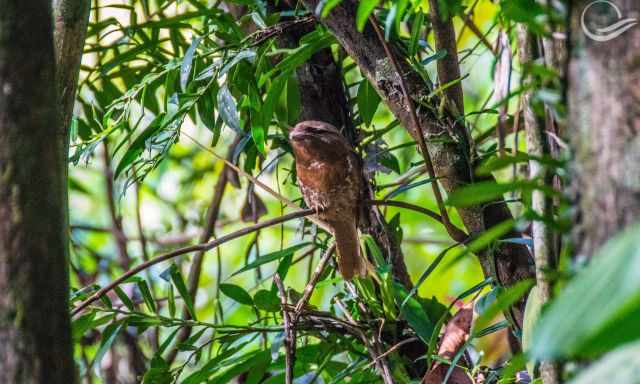 A frogmouth hiding in the dense forest
