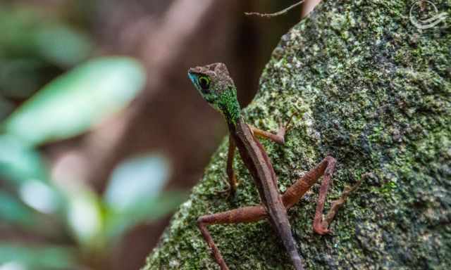 A colourful lizard in Sinharaja