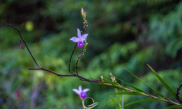 Lilac orchid in Sinharaja