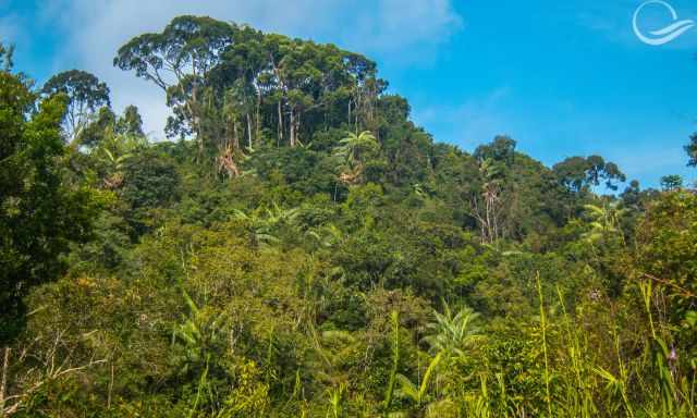 View to the Sinharaja Rainforest 