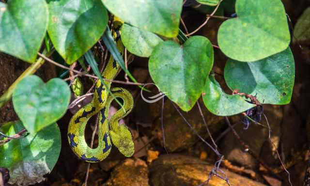 Green Pit Viper in Sinharaja