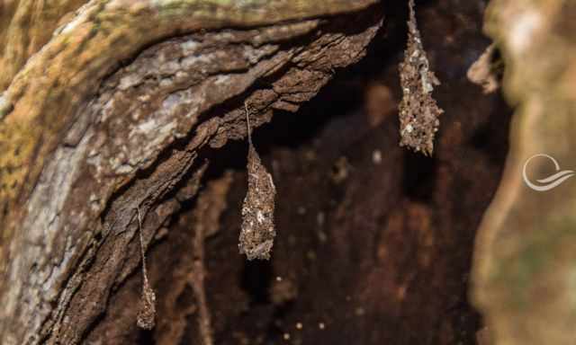 Three tiny bats hanging in a dead tree trunk