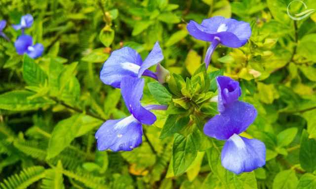 Endemic lilac flowers