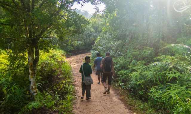 Our hike with the guide through Sinharaja