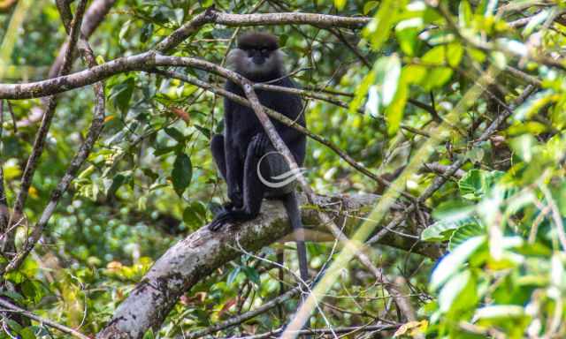 Purple-faced langur sitting on a branch