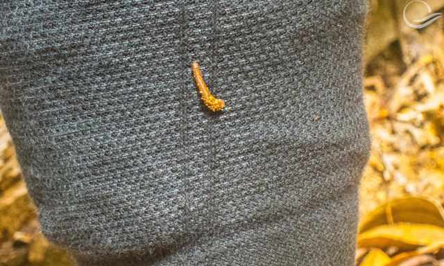 A leech on my sock trying to find a hole to the leg