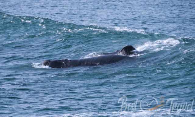 A mum and his calf