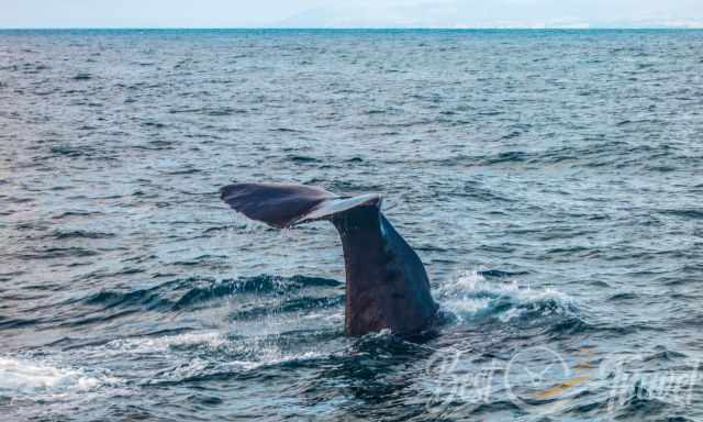 Sperm-Whale fluke shortly before diving