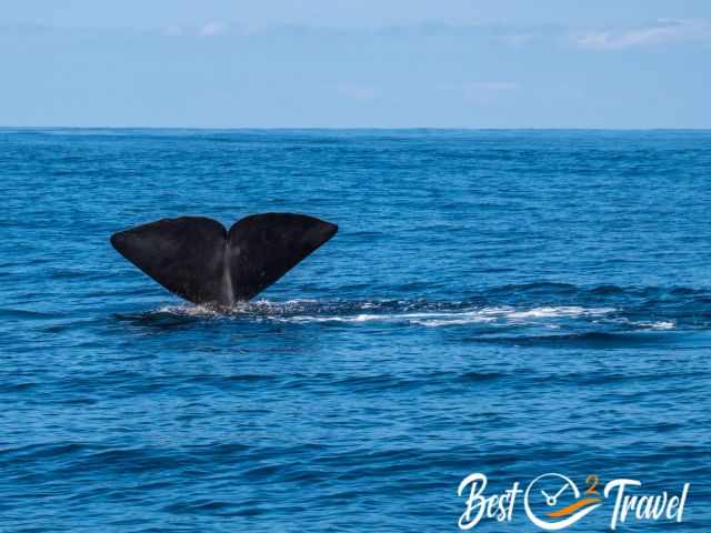 A sperm whales fluke before diving deep.