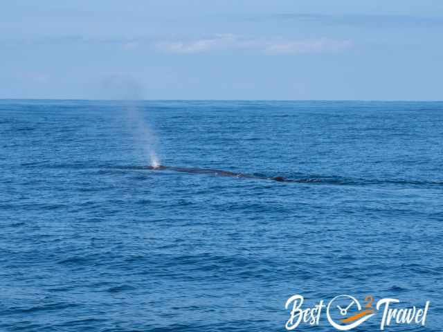 Two sperm whales breathing