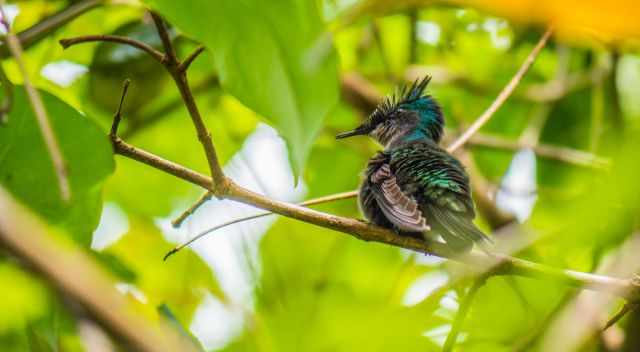 Hummingbird in the lush gardens of Anse Chastanet