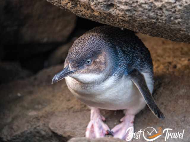 Fairy penguin sitting on a rock