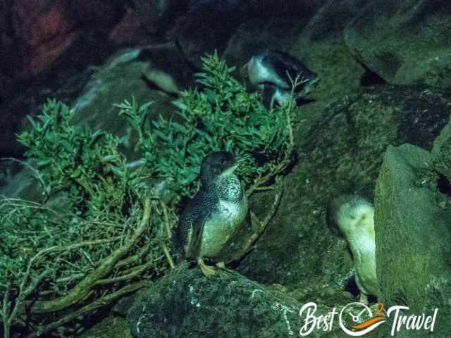 St. Kilda penguins on the rocks at the brakewater