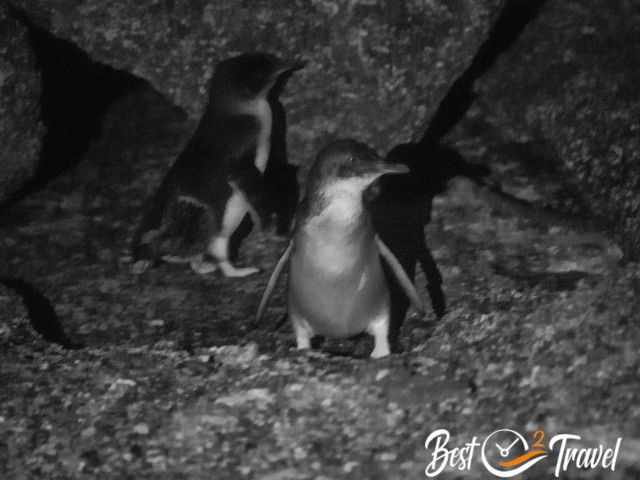 A group of penguins in the night