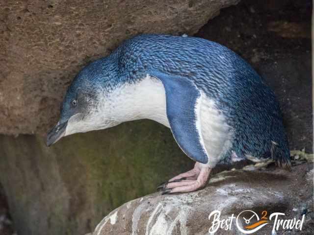 Penguin with new blue shimmering plumage after moulting