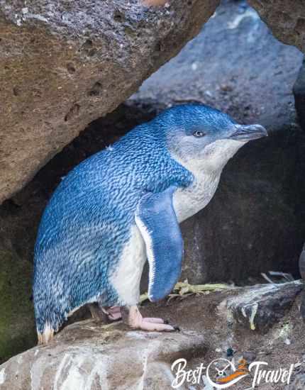 A blue penguin hiding under rocks full of penguin poo