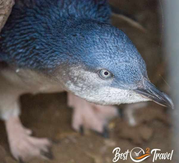 A curious blue penguin's face close with the zoom camera