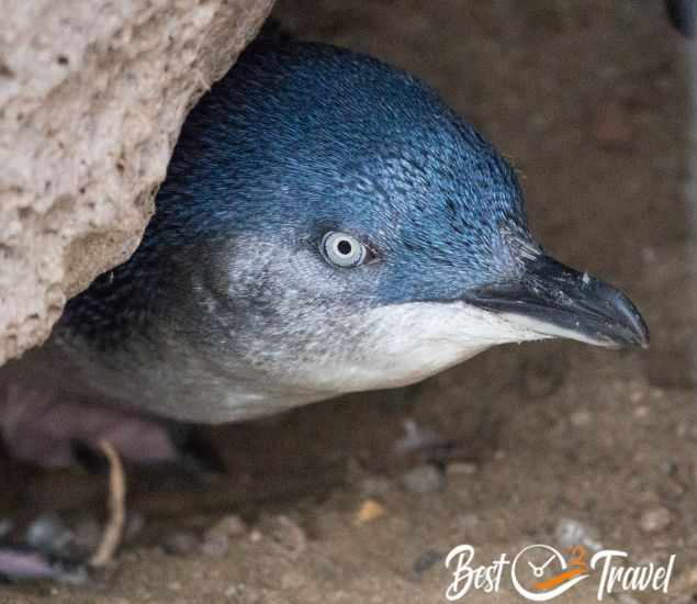 A blue penguin's face close between the rocks