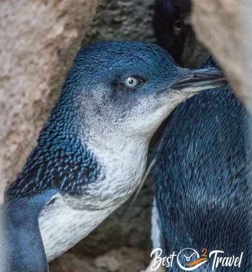 Two little blue penguins in their burrow