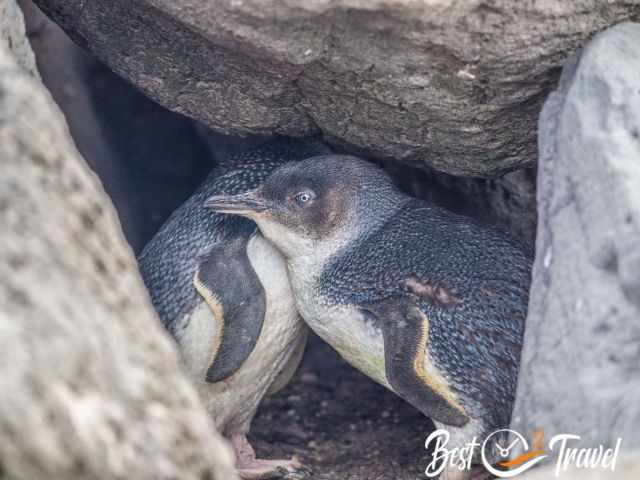 Two fairy penguins at St. Kilda hiding under the rocks