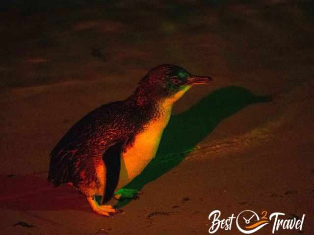 St. Kilda penguin picture taken without flashlight in darkness with red light only