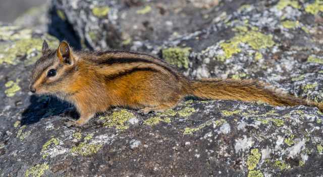 A squirrel on the mountain peak