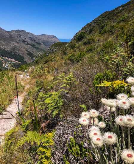 Hiking path through lush vegetation.