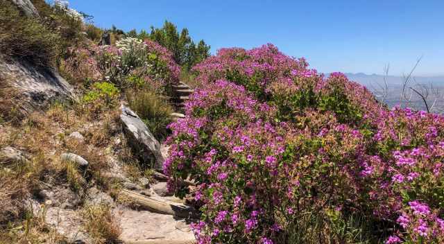 Constantia Nek Hiking Trail to Table in the blooming season