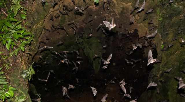 Thousands of bats coming out of Tamana cave during the night
