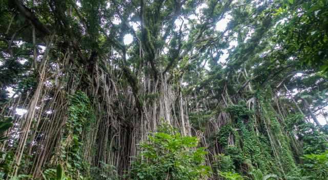 The biggest Banyan tree on Tanna and probably in the world