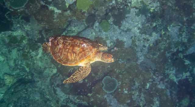 a green sea turtle on our snorkel trip around Tanna