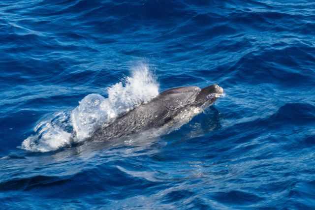 A common dolphin on a sunny day.