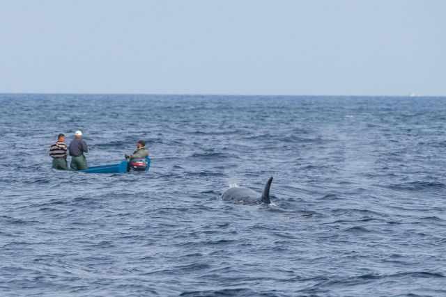 An orca close to an Moroccan fisher boat