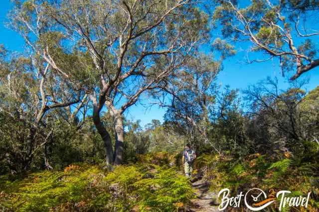 The narrow trail inland to the sea and Cobler Rocks