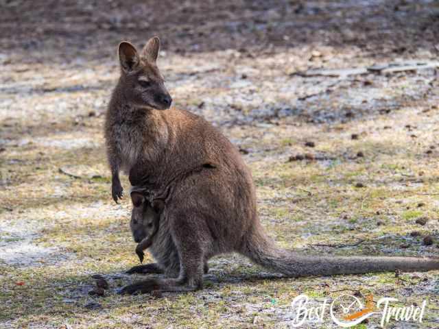 A kangaroo mom and her young ones in the pouch