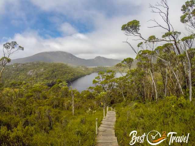 A boardwalk in higher elevation through alpine vegetation