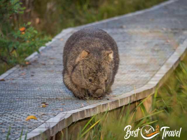 A lazy wombat walking on a wooden boardwalk.