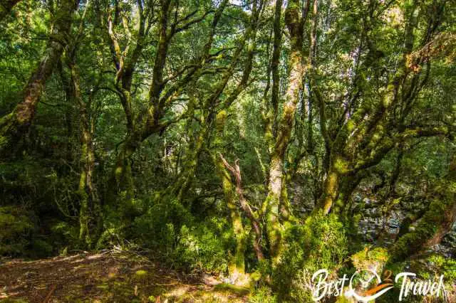 Trees are covered with moss and lichen.