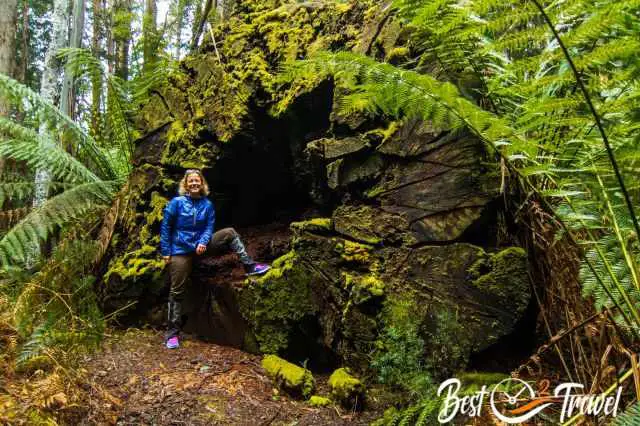 I standing in the trunk of an immense big tree.