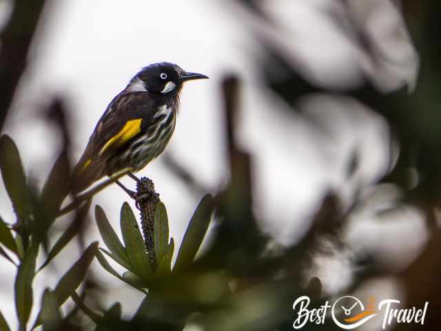 A Tasman honeyeater in the evening.