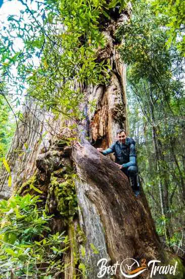 A man in a very huge tree in a rainforest