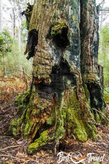 The rest of a old tree in a rainforest looking like a face.