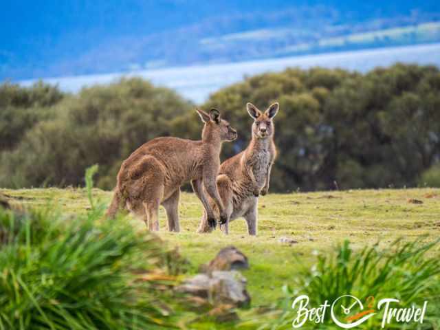 Two big kangaroos with the ocean in the back