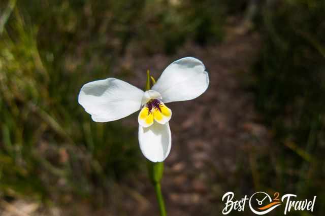 A white orchid along the trail