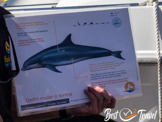 Educational card showing a bottlenose dolphin illustration with multilingual descriptions of its coloration and features, held by a person before a whale‑watching tour in Tenerife.